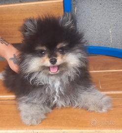 Spitz di Pomerania cuccioli