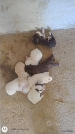 Cuccioli di lagotto