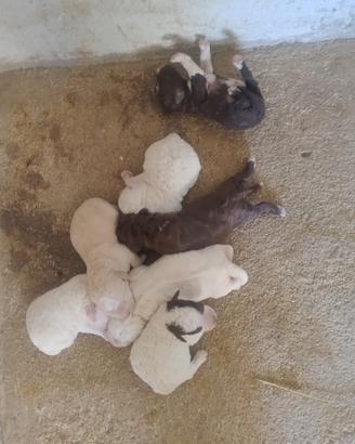 Cuccioli di lagotto