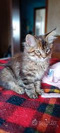 Maine coon americana
