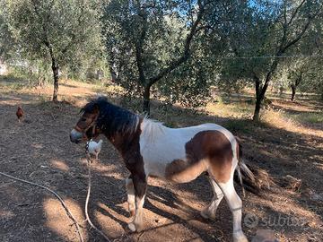 Pony