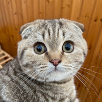 Scottish fold