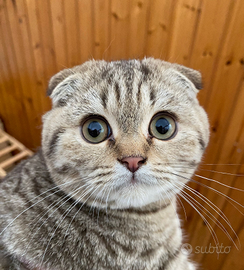 Scottish fold