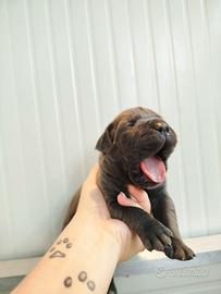 Cucciola cane corso