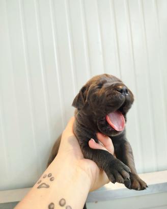 Cucciola cane corso