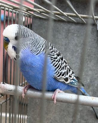 Pappagalli