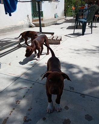 Pitt bull terrier