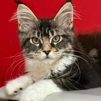Cuccioli Maine Coon pedigree Anfi
