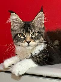 Cuccioli Maine Coon pedigree Anfi