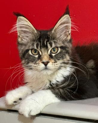 Cuccioli Maine Coon pedigree Anfi