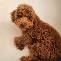 Barboncino red 6 mesi