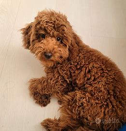 Barboncino red 6 mesi