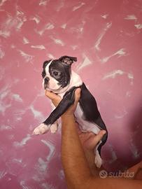 Cuccioli di boston terrier per info 3518210391