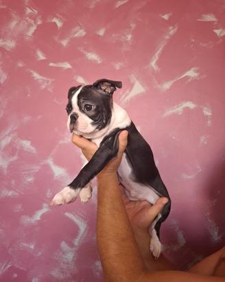 Cuccioli di boston terrier per info 3518210391