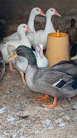 Anatra germanata maschio