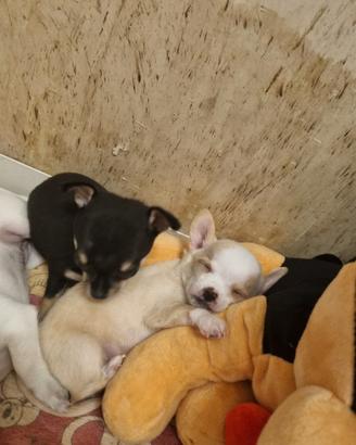 Cuccioli di Chihuahua Maschio e Femmina