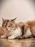 cucciola-di-maine-coon