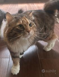 Siberiana 3,5 anni
