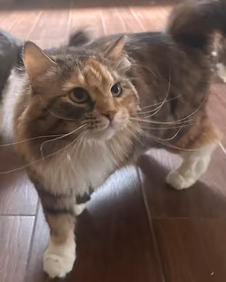 Siberiana 3,5 anni