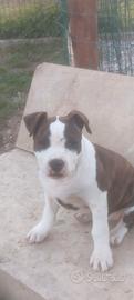Cucciole Amstaff