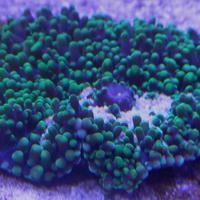 Corallo molle marino Rhodactis indosiensis