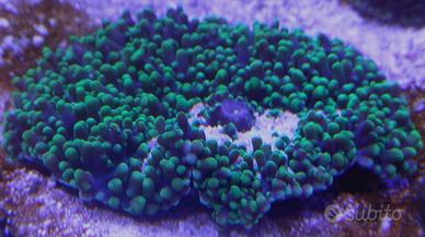 Corallo molle marino Rhodactis indosiensis