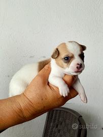 Chiwawa