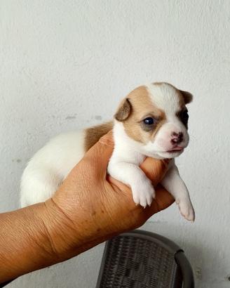 Chiwawa