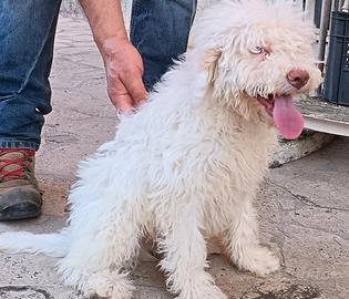 Lagotto Romagnolo
