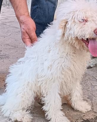 Lagotto Romagnolo