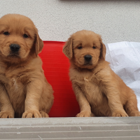 Golden retriever 100%Americani cuccioli e cucciole