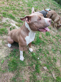 American Pitt bull terrier