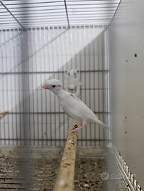 Canarini spagnoli mignon