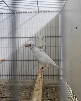 Canarini spagnoli mignon