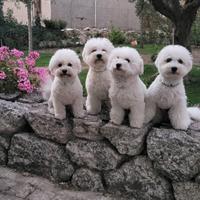 Cuccioli di Bichon Frisé -Prenotazioni Aperte