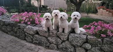Cuccioli di Bichon Frisé -Prenotazioni Aperte