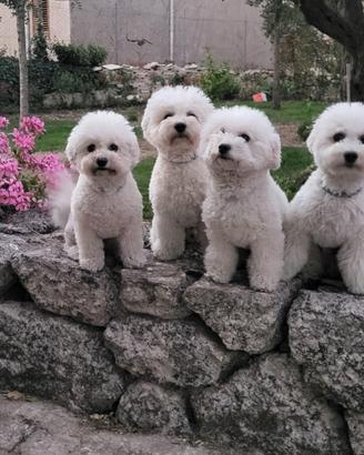 Cuccioli di Bichon Frisé -Prenotazioni Aperte