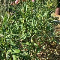 Oleandro in terra ,estirpo al momento