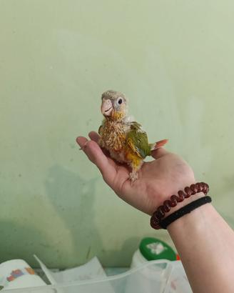 pyrrhura allevato a mano femmina 