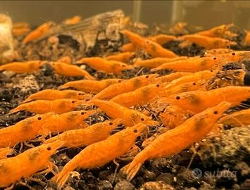 Neocaridine Orange Sakura