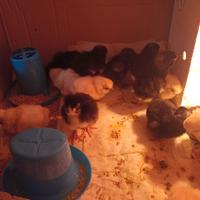 Uova razza Gallina Moroseta