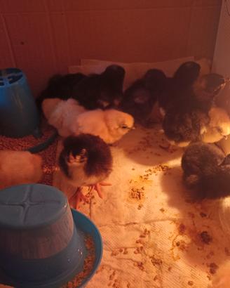 Uova razza Gallina Moroseta