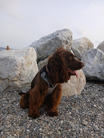 Cocker Spaniel Chocolate per accoppiamento