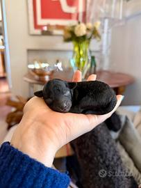 Barboncini mini toy neri