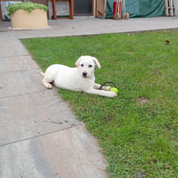 Cuccioli di labrador retriever