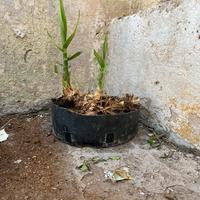 Pianta di bambù di “arundo donax”