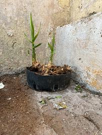 Pianta di bambù di “arundo donax”