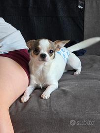 Piccolo cucciolo chihuahua
