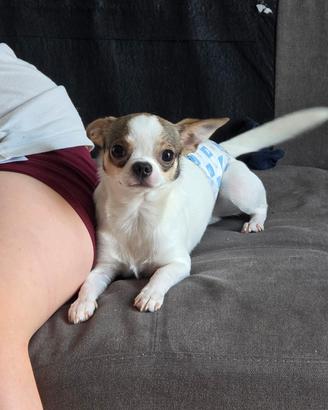 Piccolo cucciolo chihuahua