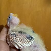 Pappagalli Calopsite